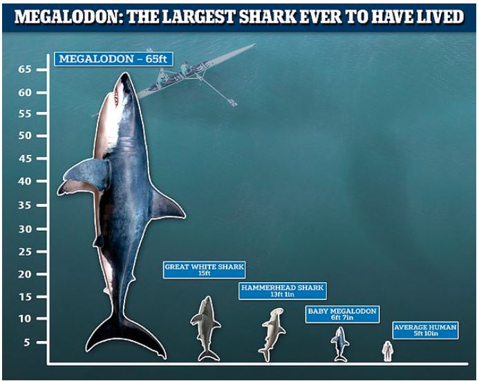 Megalodon: A giant transoceanic predator