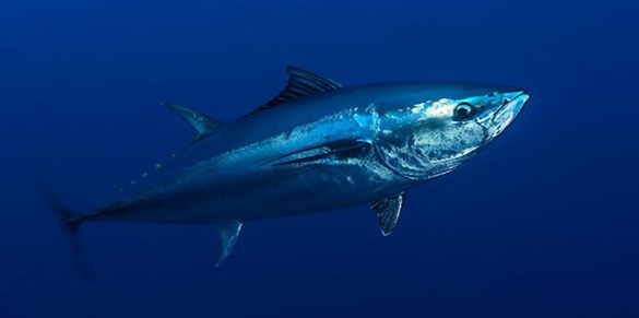 Pacific Bluefin Tuna