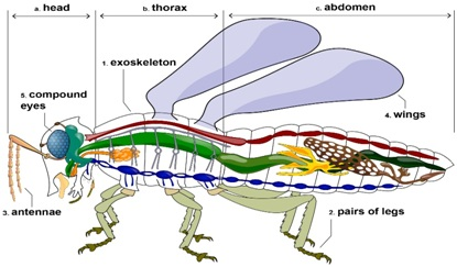 Climate change triggering global collapse in insect numbers: Study