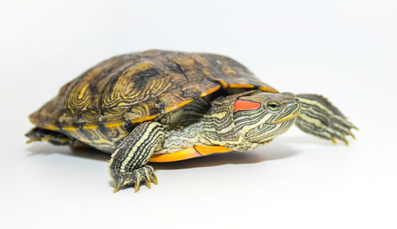 Red-eared Slider Turtle