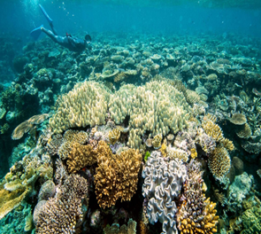 Great Barrier Reef’s Recovery and Vulnerability to climate threats