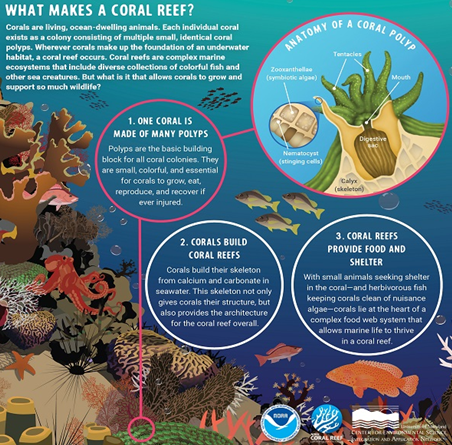 The Coral Bleaching: Threat to marine ecosystem